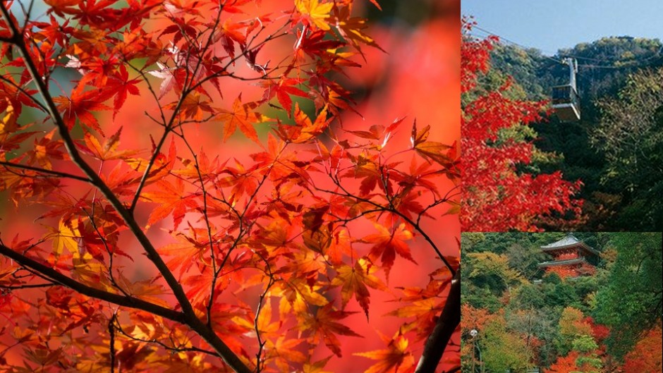 ロープウエイから眺める景色と岐阜城、岐阜公園を彩る紅葉は絶景！