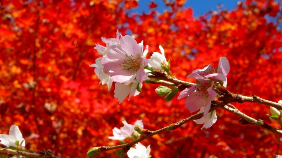 秋に咲く桜とは!? 全国でも珍しい二季咲きの桜 里山の絶景