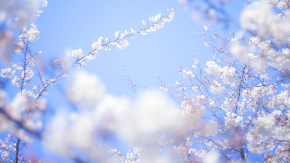 日本でいちばん早い桜の開花を満喫しよう！