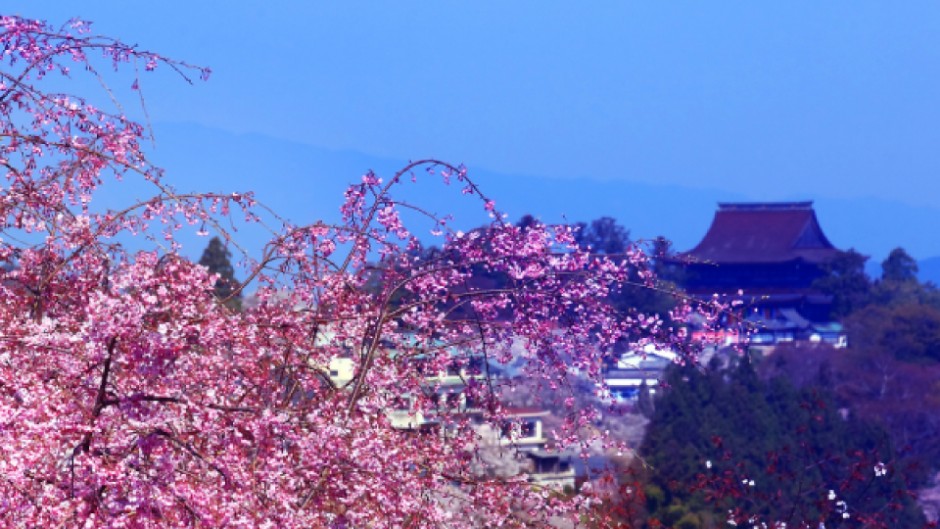 3万本の桜が壮大な山々を埋め尽くす