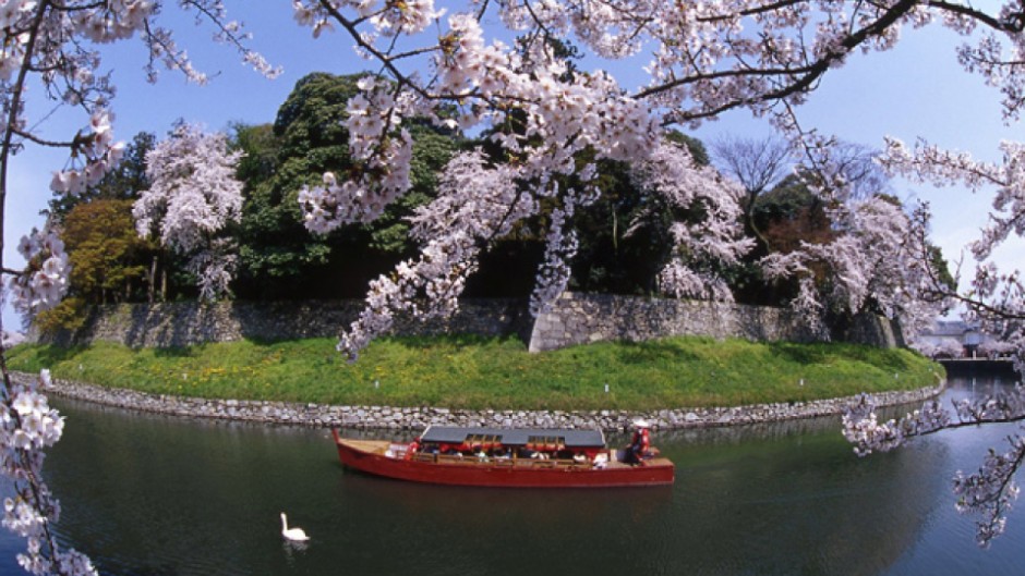 水面から見上げる彦根城の桜