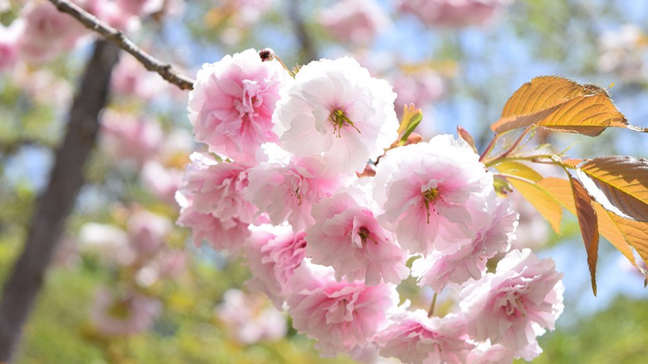 弘前城と桜の共演で津軽の春を満喫！