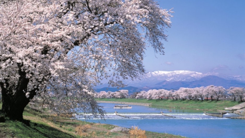 圧巻！8km続く桜並木と蔵王連峰のパノラマ