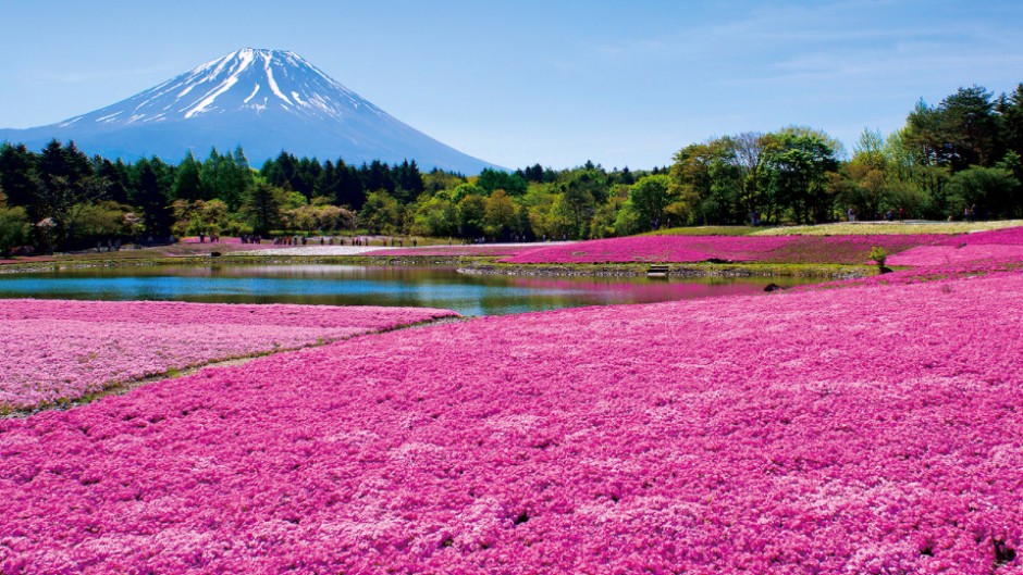 富士山を彩るピンクのじゅうたん