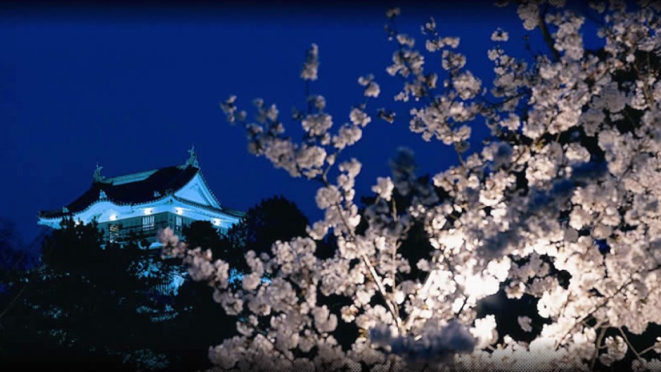 風情あふれる1000本の夜桜が咲き誇る！