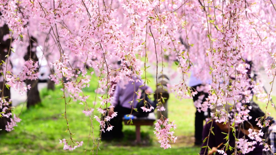春本番！桜満開！この春はフルーツパークにシダレザクラを見に行こう☆
