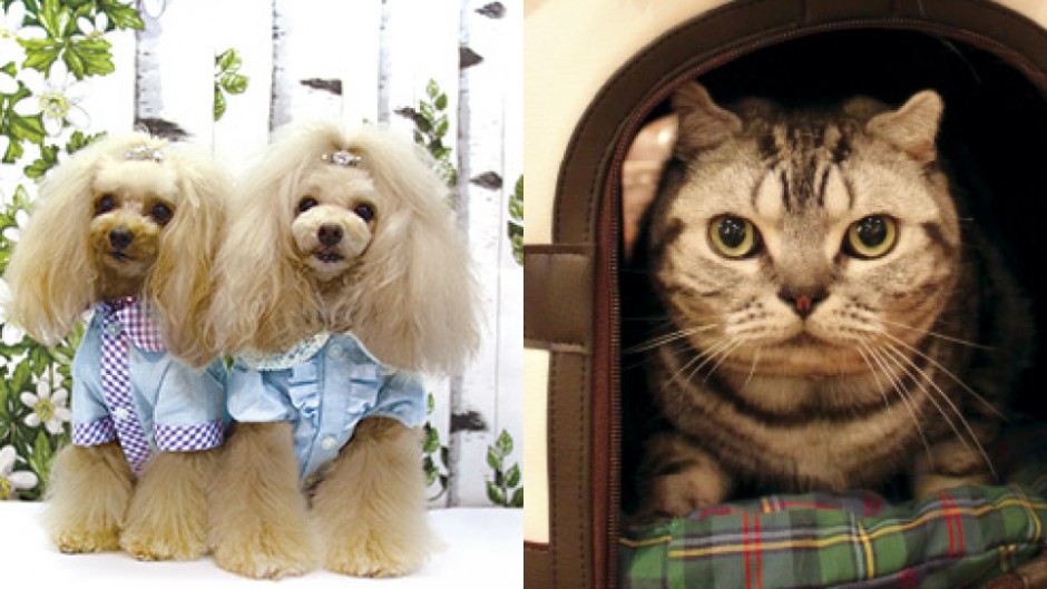 ペットは愛する家族です「GINZA DOG & CAT LOVERS FESTA」