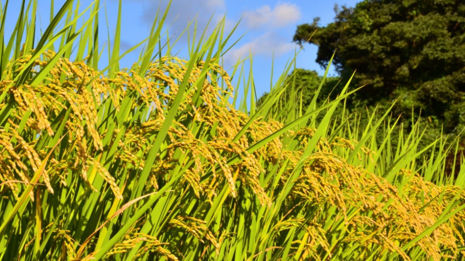 千葉・鴨川市で稲刈り体験♪日帰りバスツアー「里山の棚田でお米作りスクール」