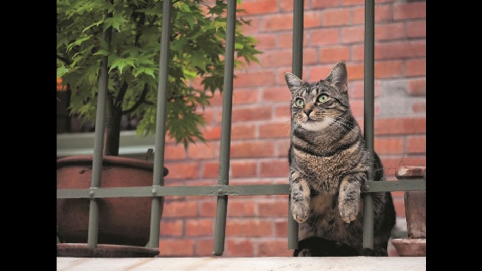 たくさんの猫の愛らしい表情を満喫！写真展「岩合光昭の世界ネコ歩き」