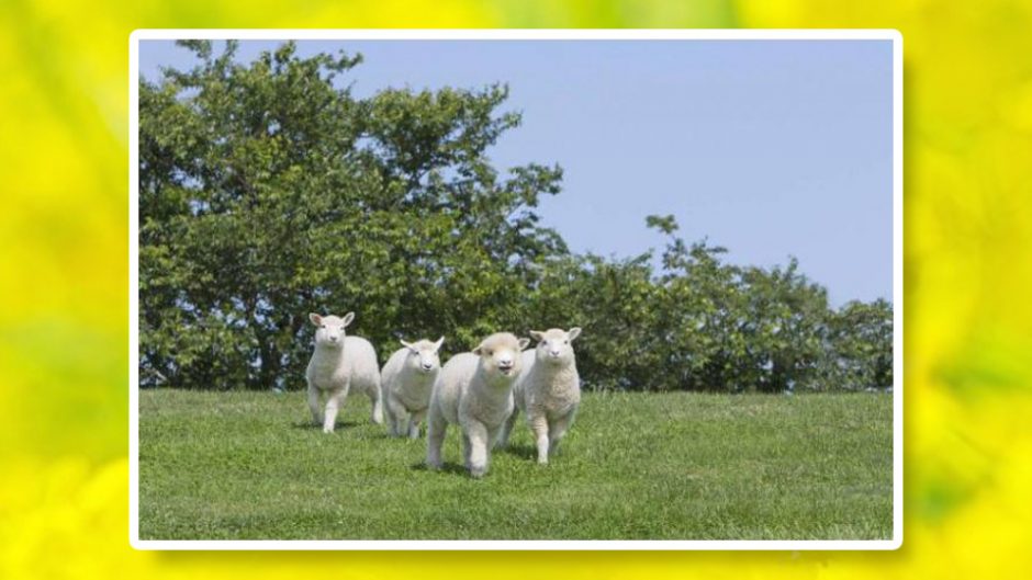 モフモフふわふわ可愛い赤ちゃん羊に悶絶！マザー牧場　春フェス2017も魅力満載！