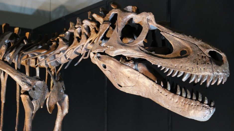 本当に恐竜って存在したの？ 恐竜の一億年にも及ぶ大移動と進化を学ぶ特別展