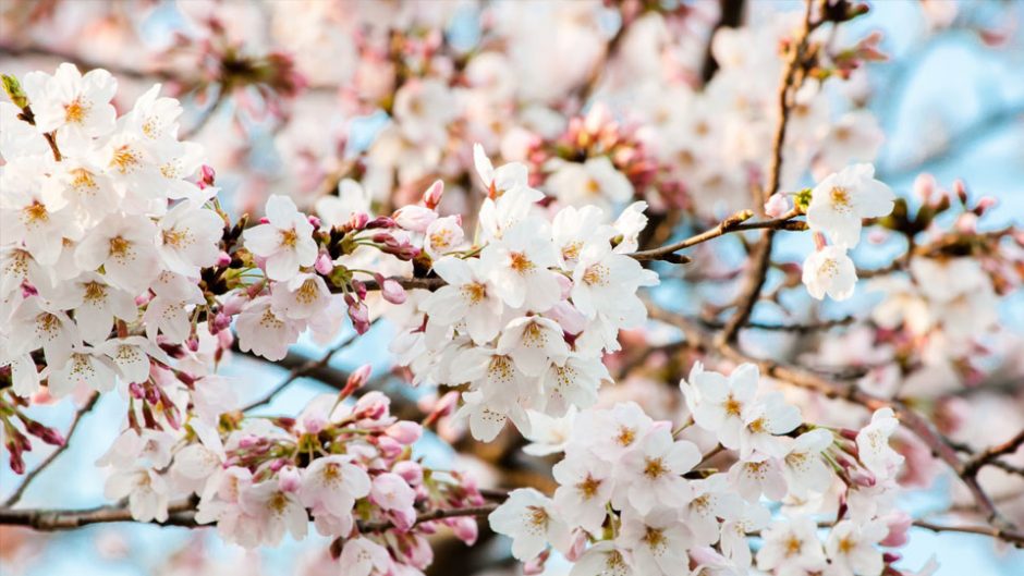 桜も一緒に楽しめるかも！花ひらくフランス風景画 珠玉の名品　ミレー、コロー、シスレー、モネ