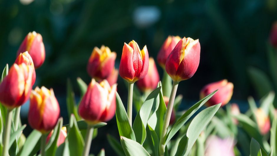 世界で唯一！ 一年中チューリップの花が咲く「チューリップ四季彩館」 今回のコラボは初夏の花