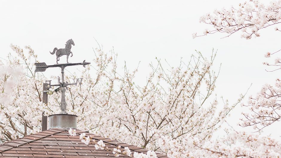 愛知で一番空に近い花畑！「茶臼高原 芝桜まつり」で高原の春を満喫。