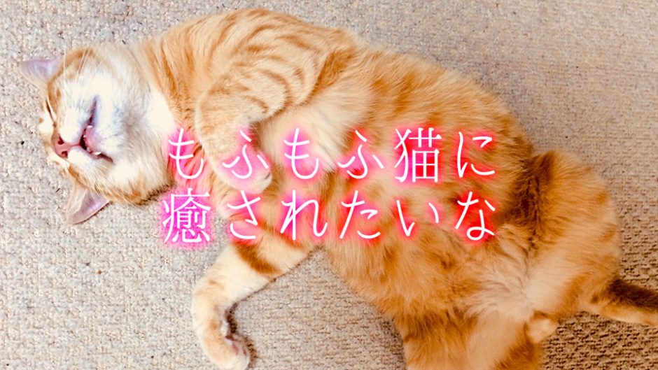 東京・有楽町　飛び猫や猫のダヤンなど！もふもふな猫に癒されませんか？
