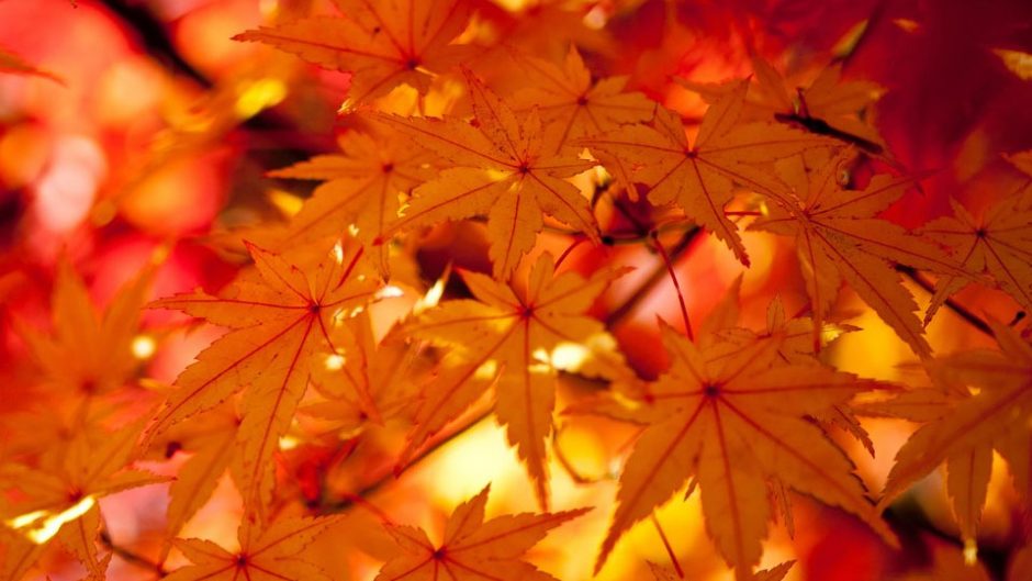 【名古屋・千種区】あのイケメンゴリラでおなじみ東山動植物園で美しい紅葉が見られる！