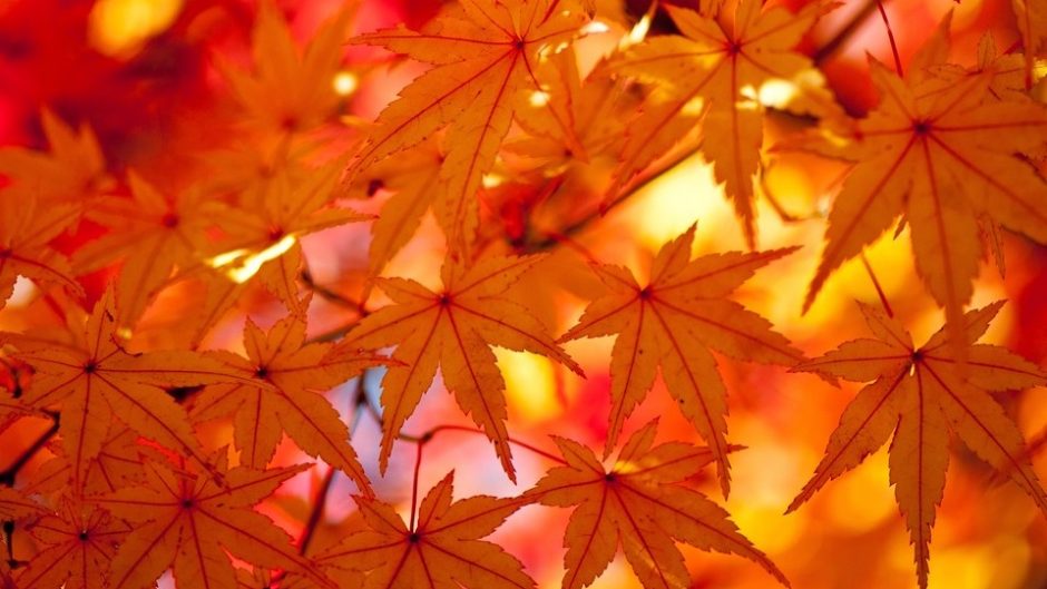 香嵐渓もみじまつり 紅葉の季節到来！ 大自然のインスタ映えを狙ってみてはいかが!?
