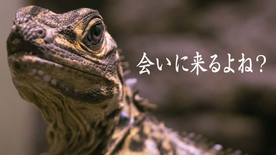 見て、触れて、学べて、買える！「東京レプタイルズワールド2017冬」開催！爬虫類や小動物たちと触れ合おう