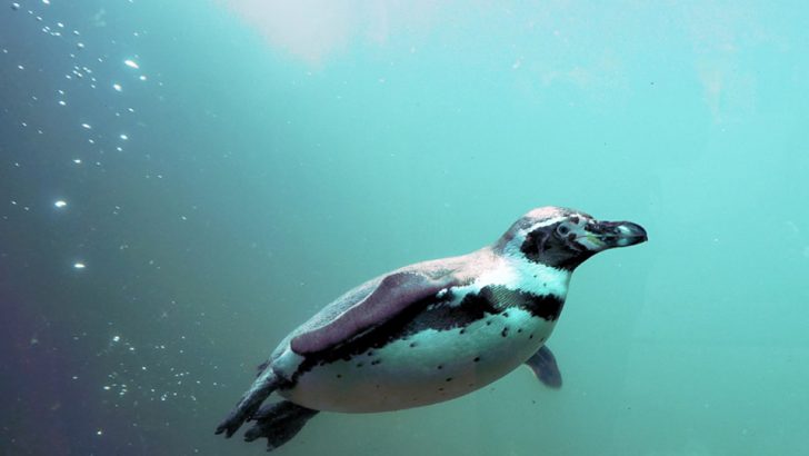 アクアリウムに関するイベント情報 イープラン Eee Plan 東海エリアのイベント情報サイト