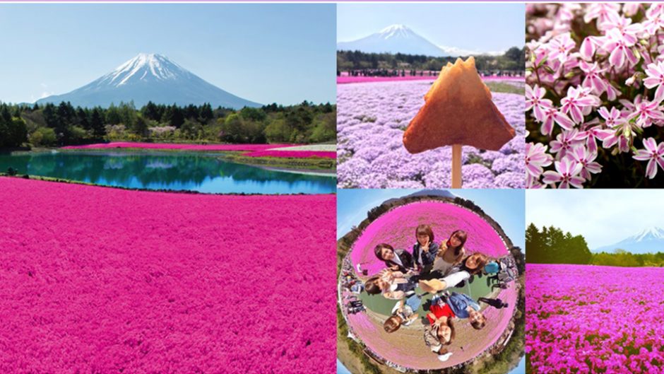 首都圏最大級の規模！2018富士芝桜まつりで富士山とピンクの芝桜を楽しもう！