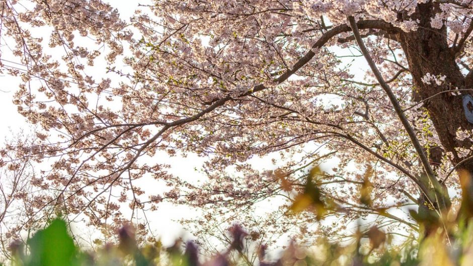 桜がモチーフの歴史的作品が勢揃い！ 今年の春は博物館でお花見を楽しもう！