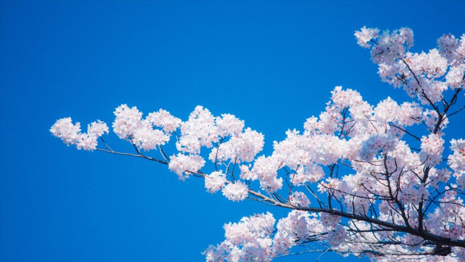 伊勢神宮へと続く五十鈴川河川敷の桜でお花見しよう！