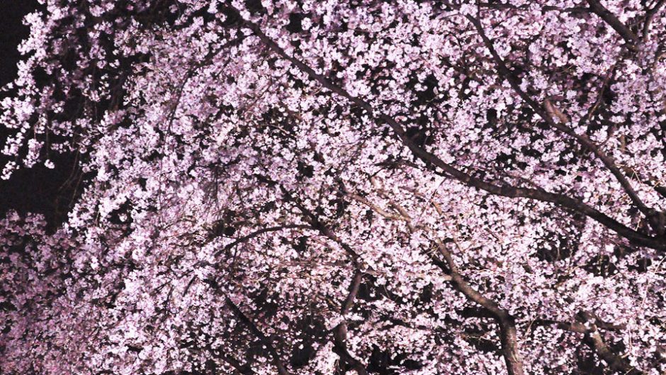 名古屋城春まつり 城×桜×酒×伝統芸能で圧巻の声!!