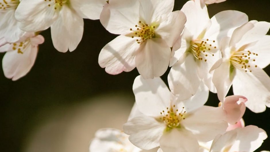 非常に珍しい咲き方をする唯一無二の桜「揖斐二度ザクラ」を見に行こう！