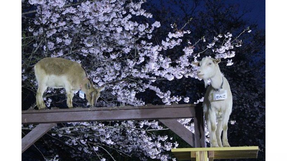 成田ゆめ牧場で夜桜とヤギが楽しめる！『夜桜ライトアップ』が開催