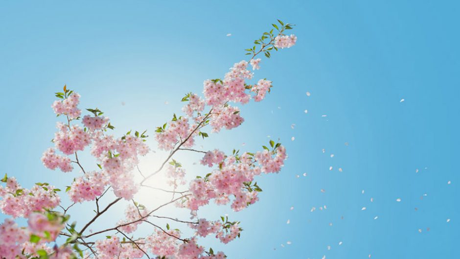 都心で春を満喫！六本木ヒルズ　春まつり2018が開催！