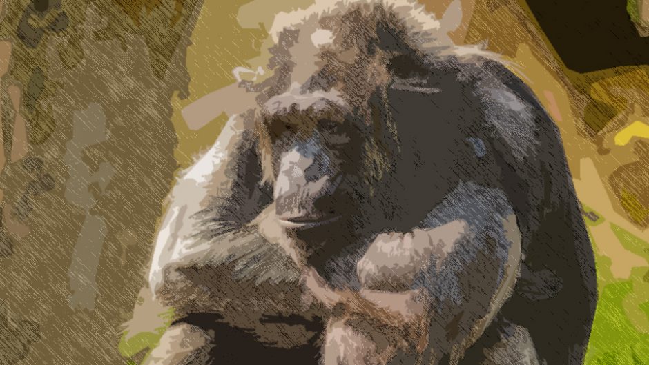 芸術から見るお猿の魅力！日本モンキーセンターで『PrimArt 霊長類アート展』が開催