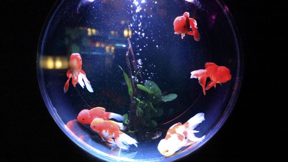 深堀隆介の個展「平成しんちう屋」立体的な”金魚アート”の世界
