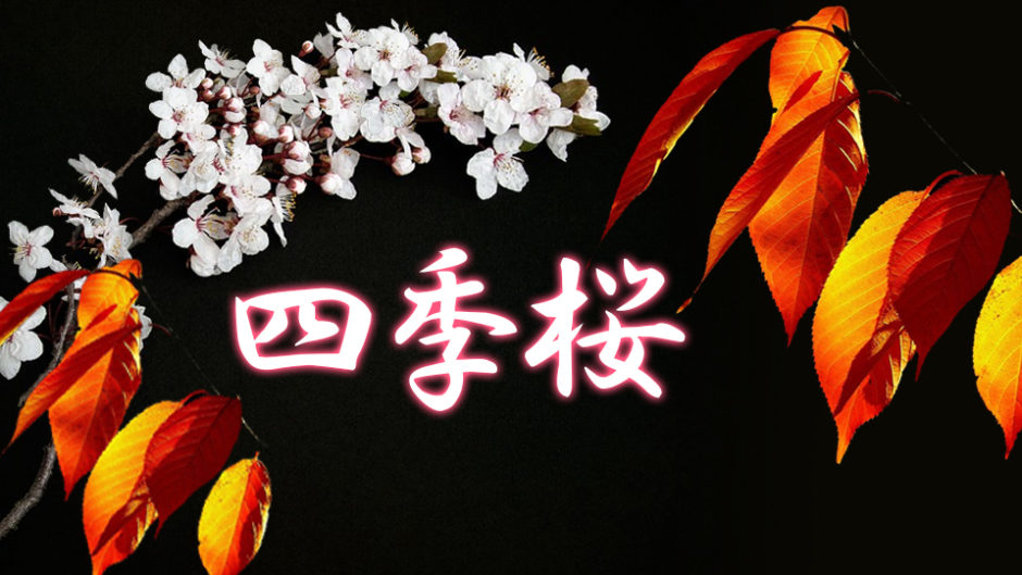 豊田市「小原四季桜まつり」一万本の桜と紅葉の大競演　