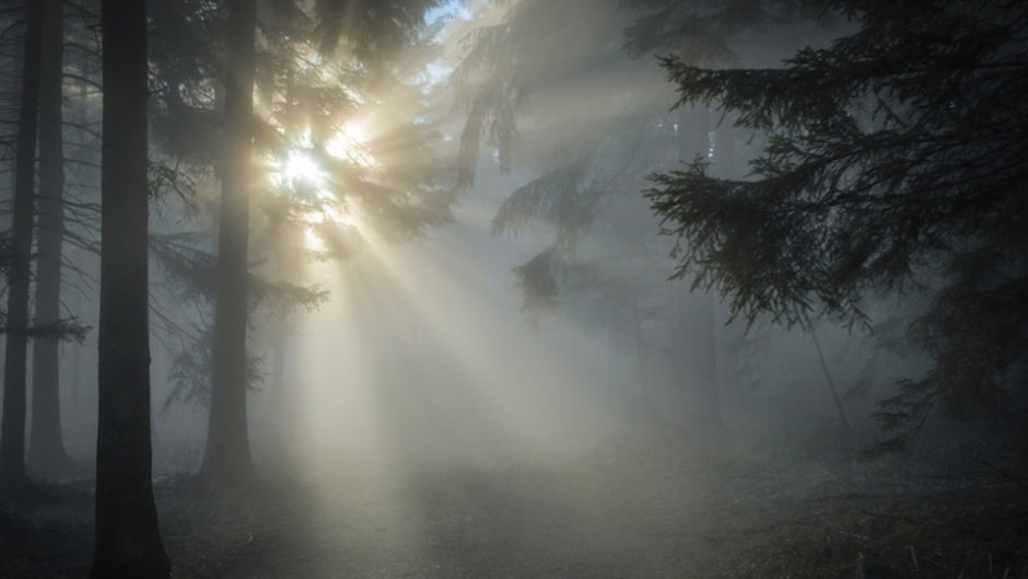 木曽三川公園 カルチャービレッジで龍神(遊具)、そして霧の結界に挑戦しよう!?