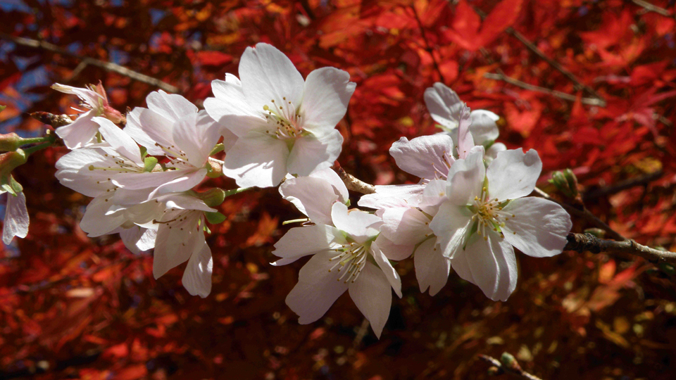 小原四季桜まつり