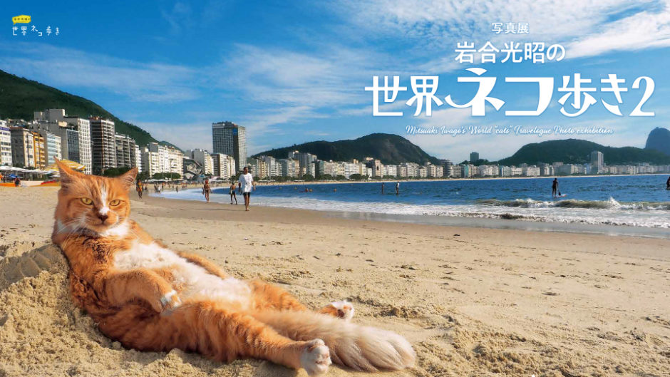 写真展「岩合光昭の世界ネコ歩き2」が名古屋で開催！写真で解説します