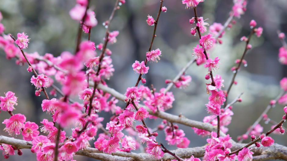 知多市で梅の花が見頃！「第28回 佐布里池梅まつり」を開催