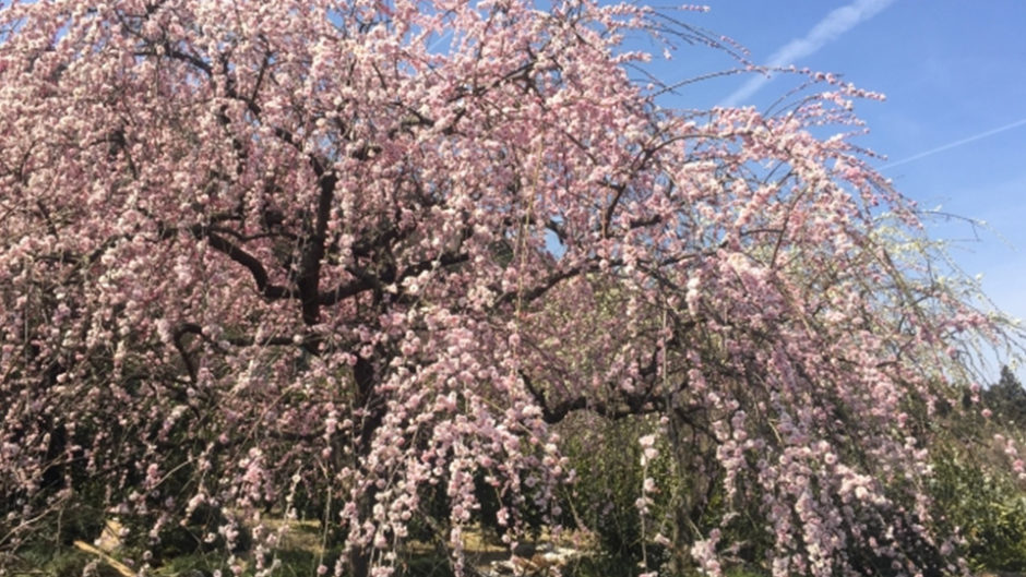 しだれ梅が美しい、大縣神社梅園の梅まつり