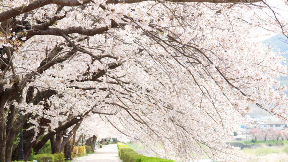 今年のお花見は、138タワーパークでのんびり桜を楽しもう♪