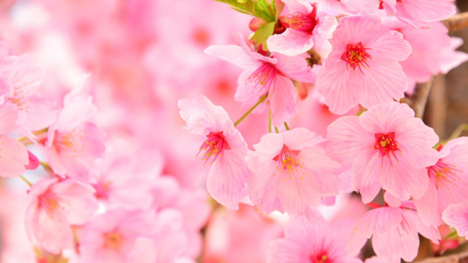 稲沢の桜ネックレスでお花見！「第25回へいわさくらまつり」