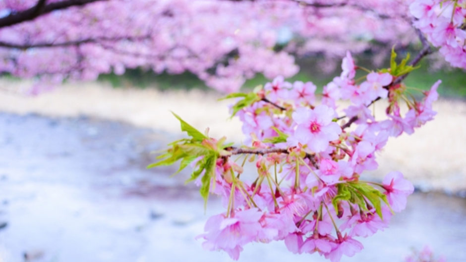 春限定のお楽しみ！風情いっぱいの「五十鈴川桜まつり」と「おかげ横丁」