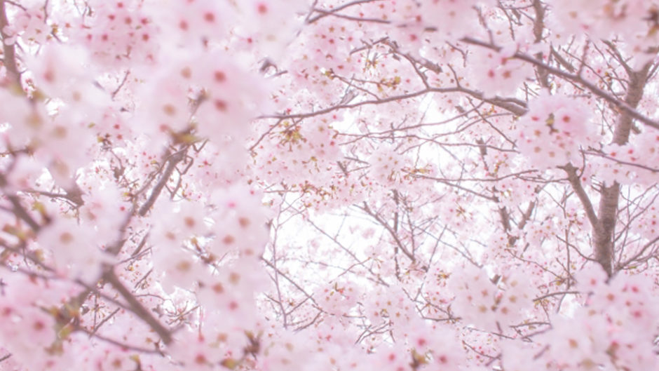イベントにフードに夜桜も！東海市の「大池公園桜まつり」