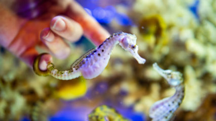 伊勢シーパラダイスで「ふれあい魚館」がNewオープン!