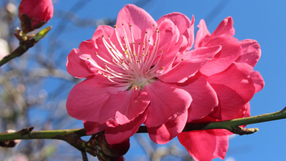 春は桜だけじゃない！「はなももフェスタ2019」モリコロパークで開催！