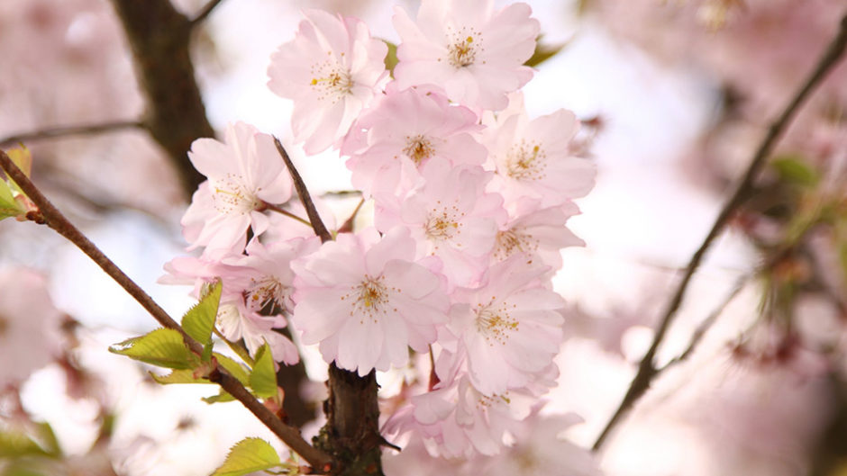 豊田市民に愛される花見スポット水源公園で「水源桜まつり」開催