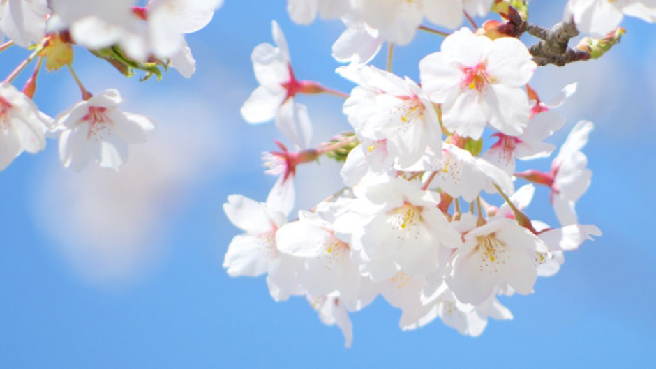 およそ1カ月遅れの桜を満喫しちゃおう！「栃尾温泉桜まつり」開催！