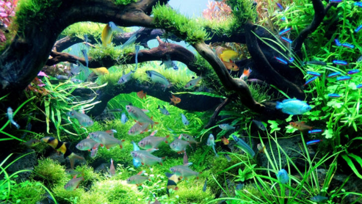 アクアリウムに関するイベント情報 イープラン Eee Plan 東海エリアのイベント情報サイト