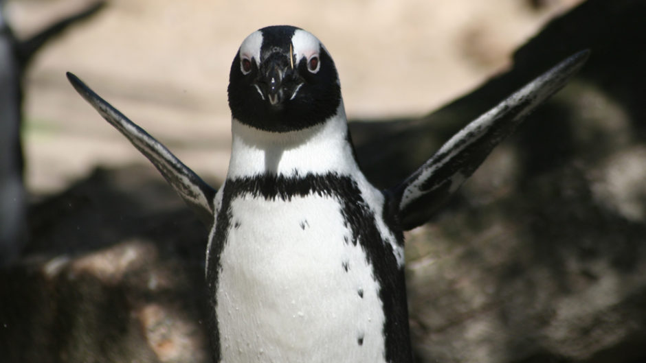 南知多ビーチランドの『もっとペンギンにタッチ』で水族館の可愛い生き物と近づくチャンス！