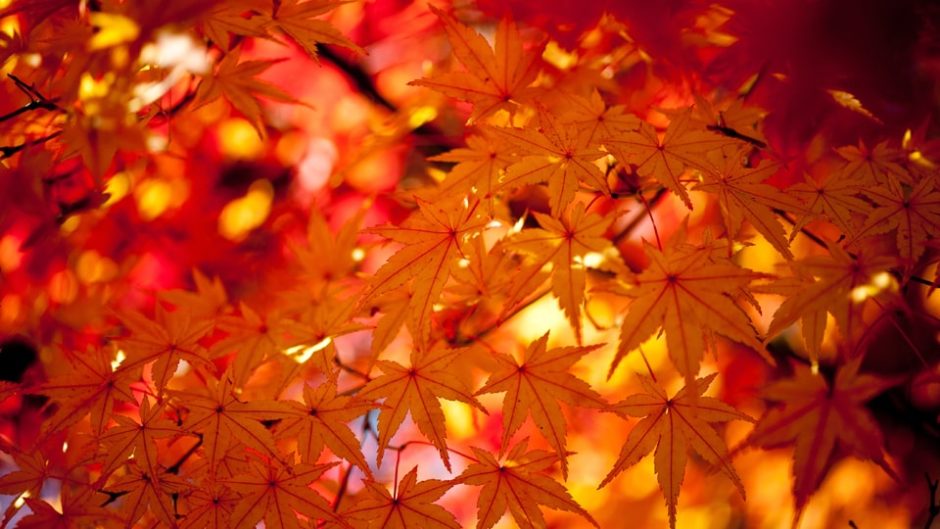 『第33回熱海梅園もみじまつり』開催！“日本一遅い紅葉”を見に熱海へ行こう♪