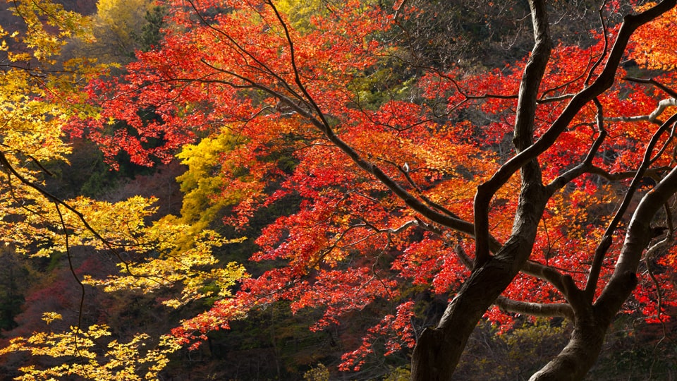 静岡　紅葉